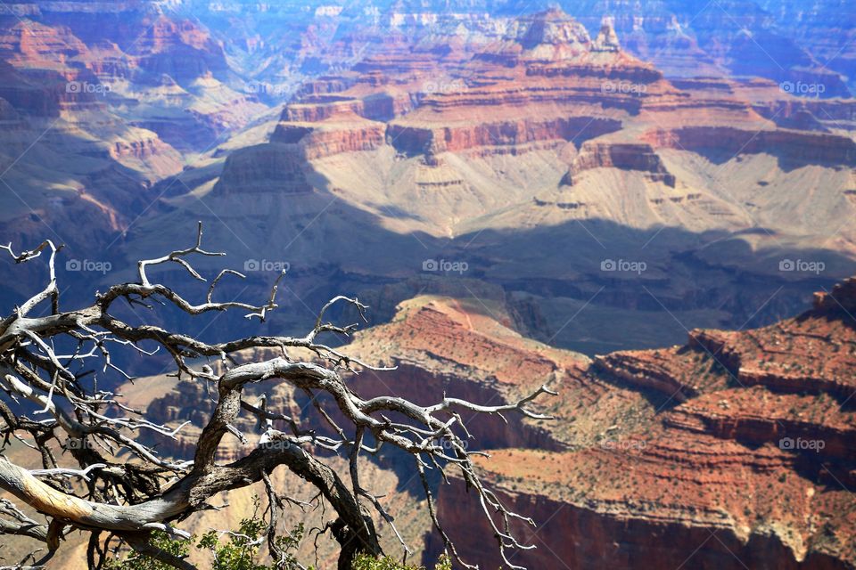 Bare tree at Grand Canyon