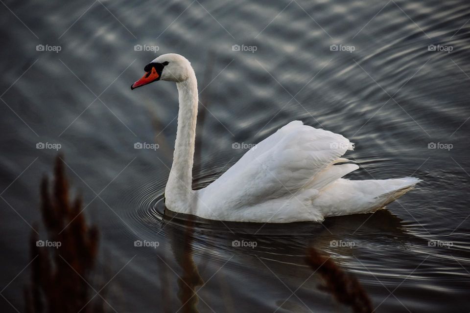 A swan