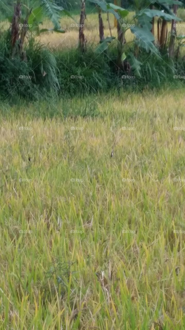two little birds on rice field
