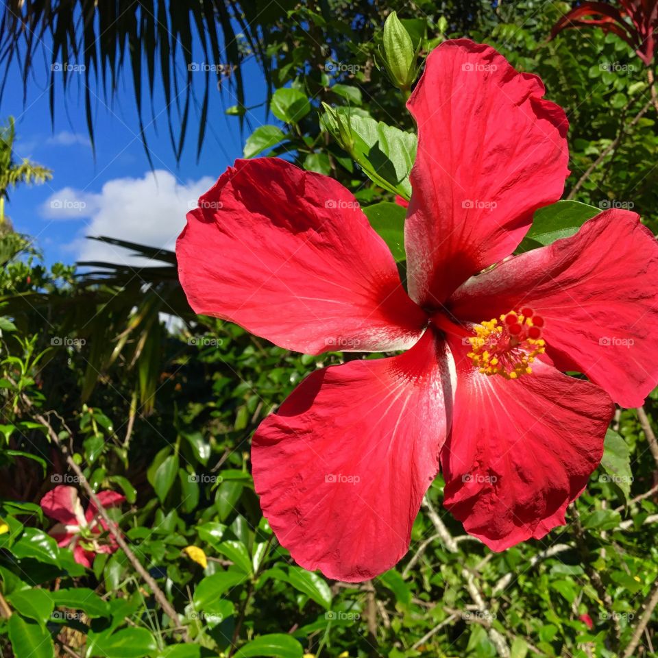 Hibiscus- Hawaii’s state flower