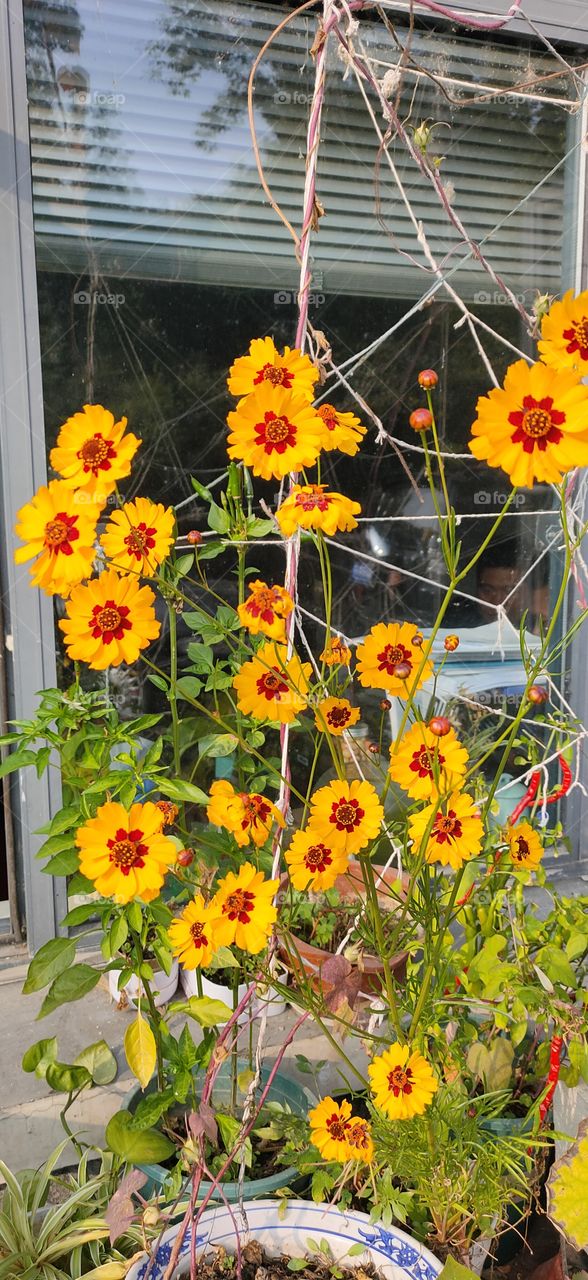 yellow flowers