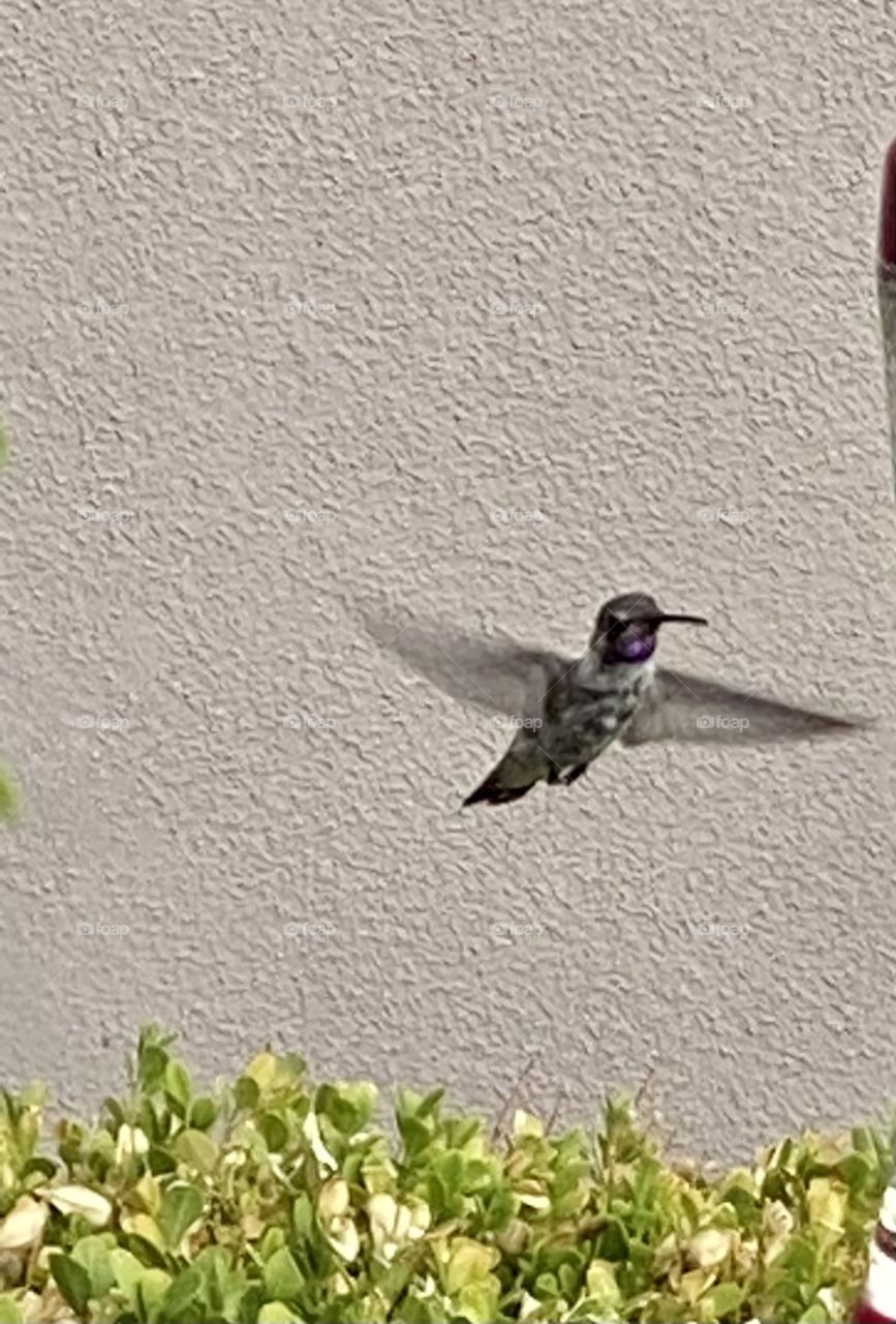 Hummingbird 