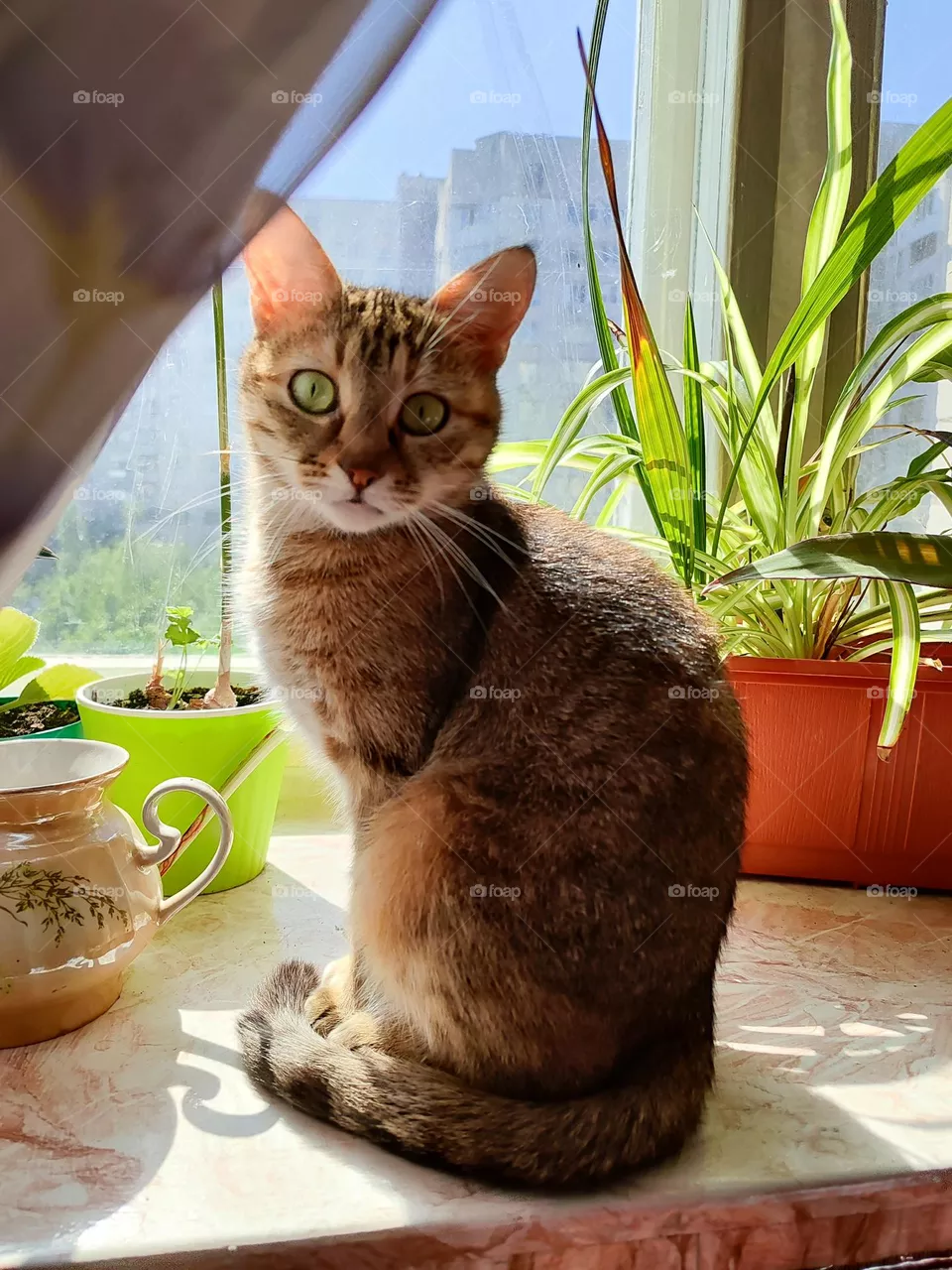 My cat