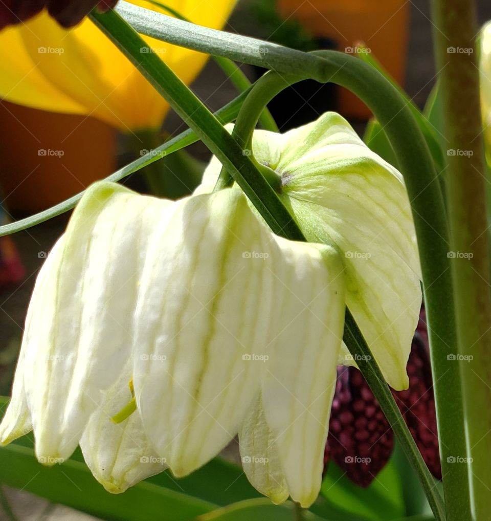 white fritillaria Meleagris