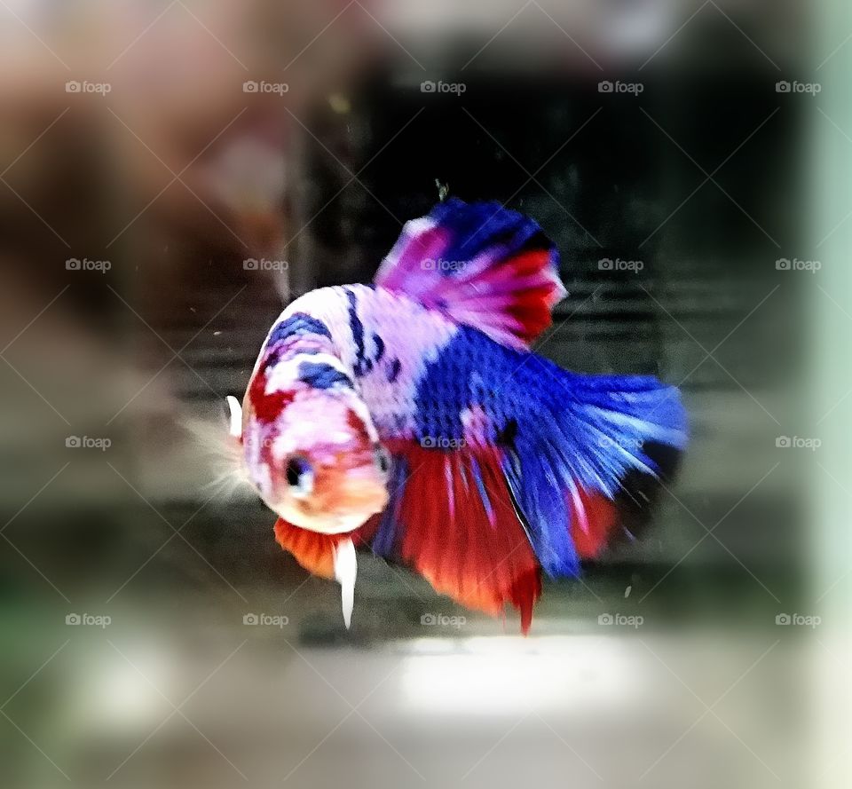 Thailand flag color fish