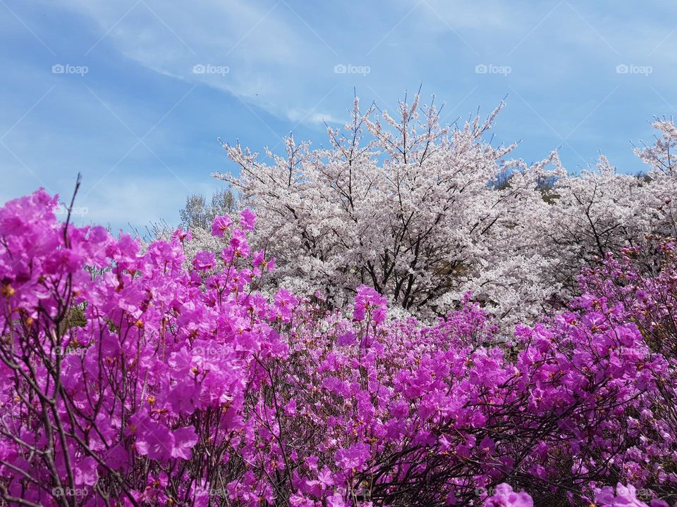 Azalea & Cherry blossom