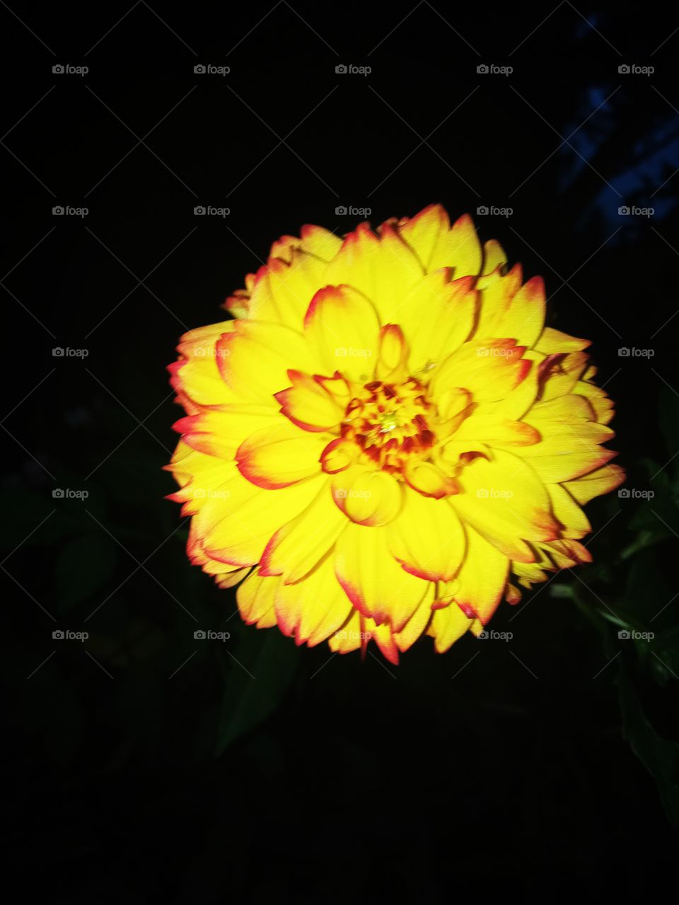 flower dahlia