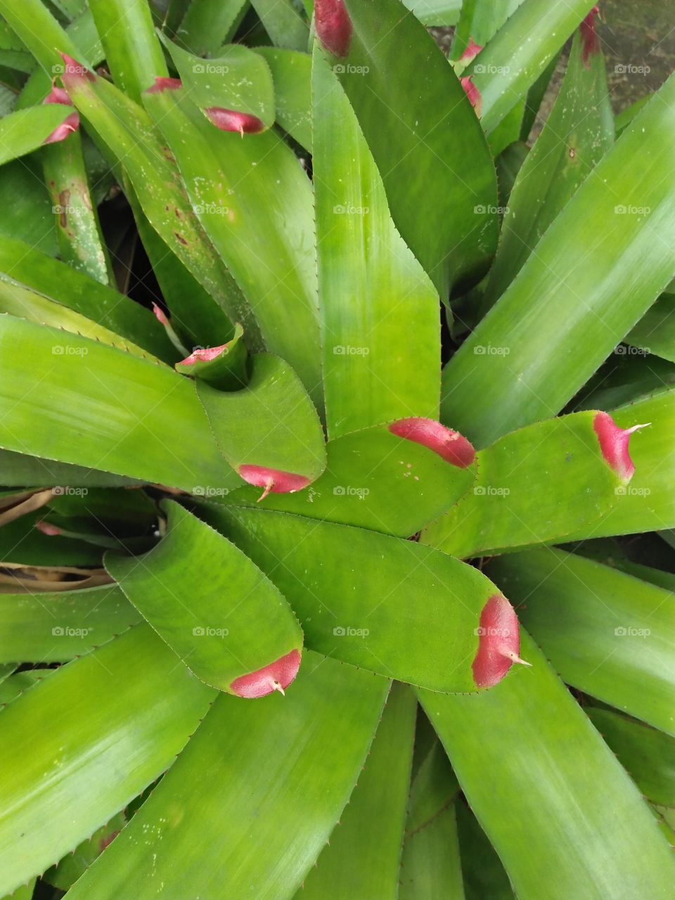 Potrait of a plant