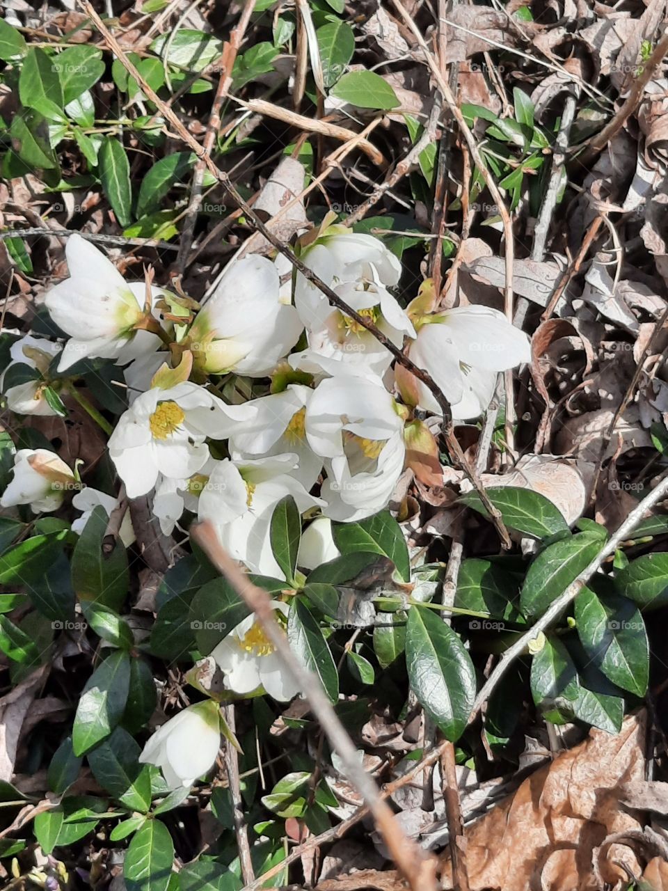 blooming  of white  Helleborus  in spring  garden