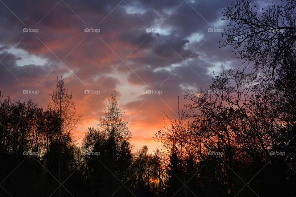 Silhouette of trees at dusk with dramatic sky