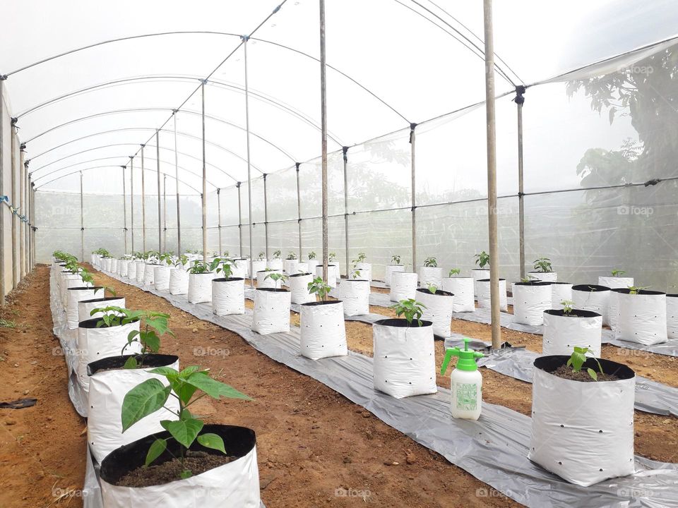 naturelove, plants, green love, line, chilli