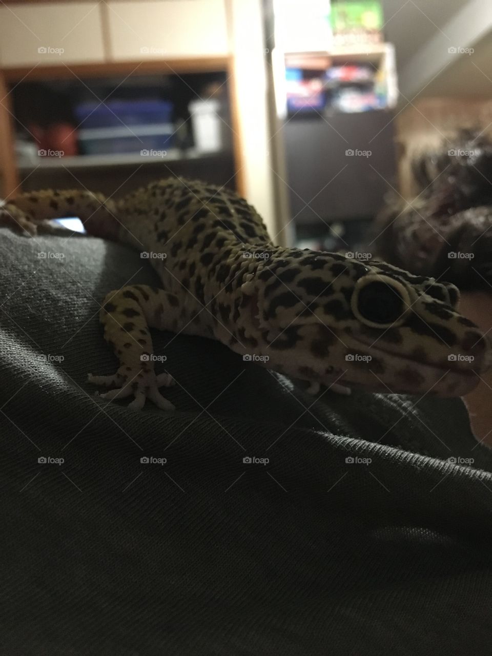 Snickers the Gecko 