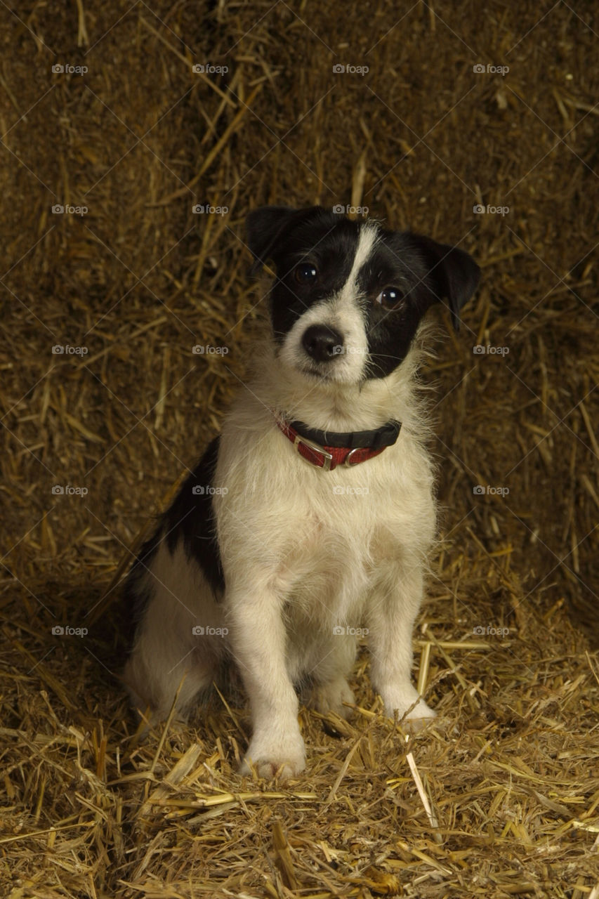 Jack Russell terrier
