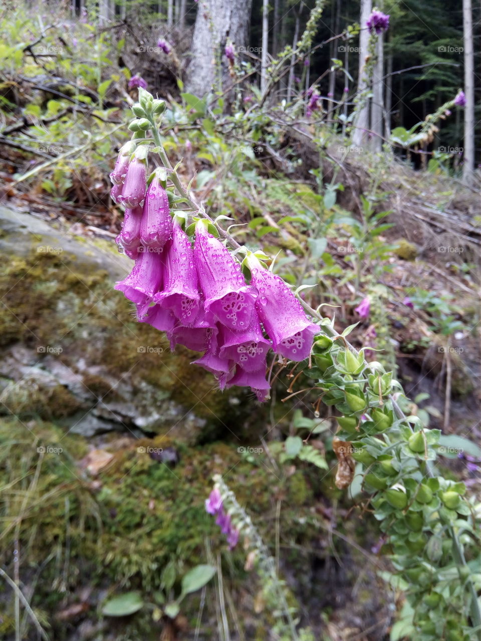Schwarzwald in Bad Wildbad