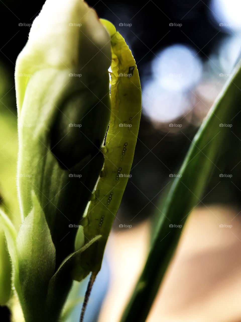 Alright, I know that many people might turn faces off when you see worm, but if you think this is a life circle you possibly see a beauty of patter in every bogies, yes...I try to tell myself like that too when I took this photo ha...a