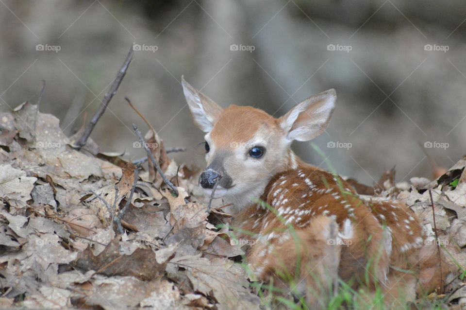 Camouflage 