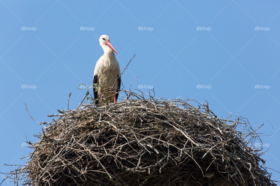 Stork standing in her best. Stork standing up in her nest. Nest photographed against blue sky. Ciconiidae 