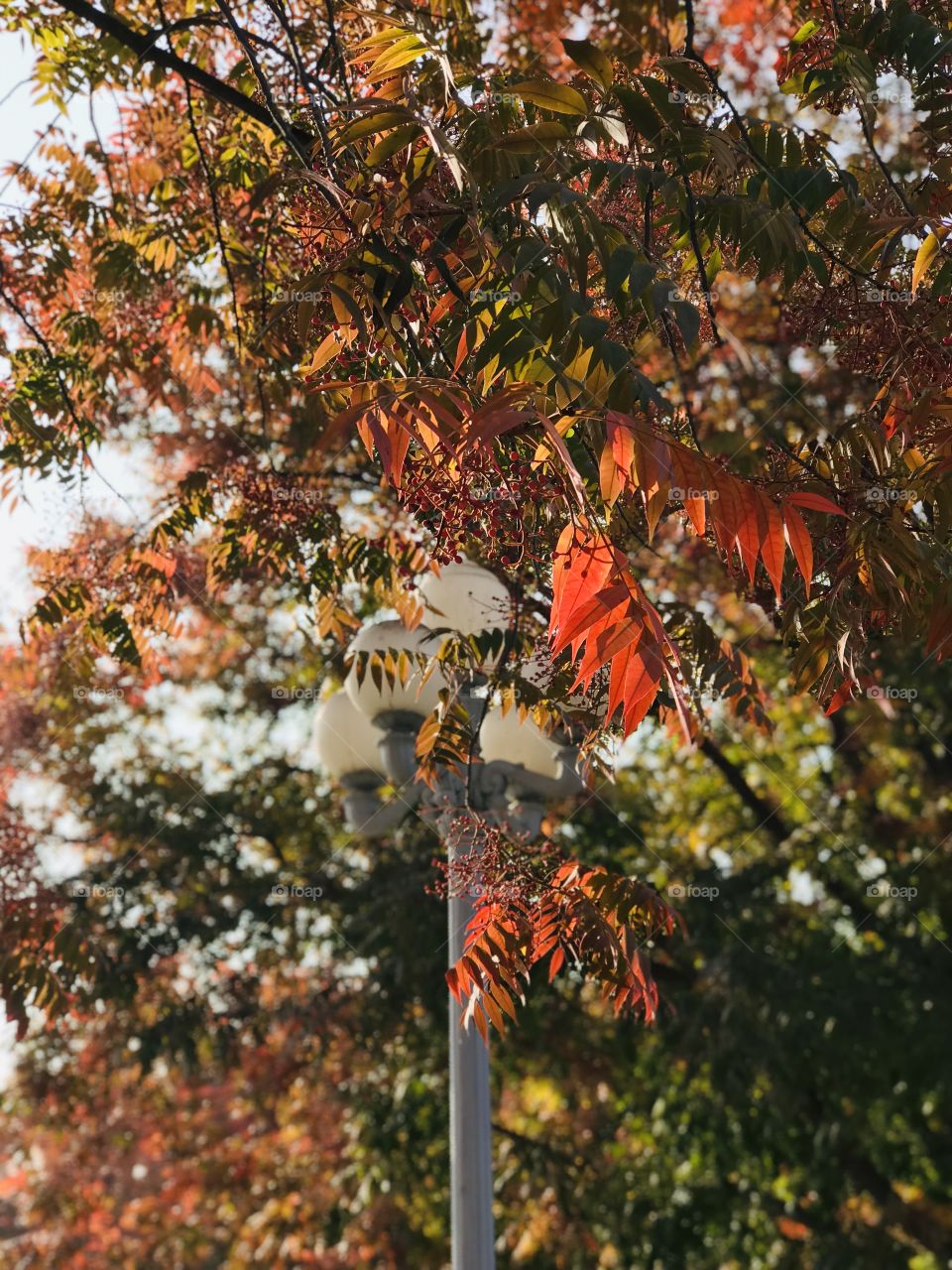 Red Colors of the Fall 