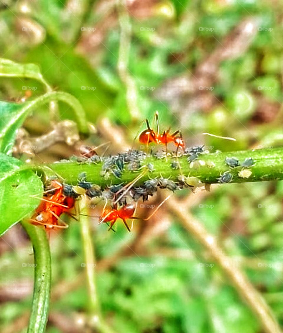 ant run on green plant
ant and friends in the plant