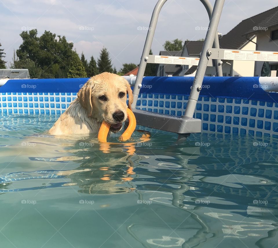 Labrador in pool