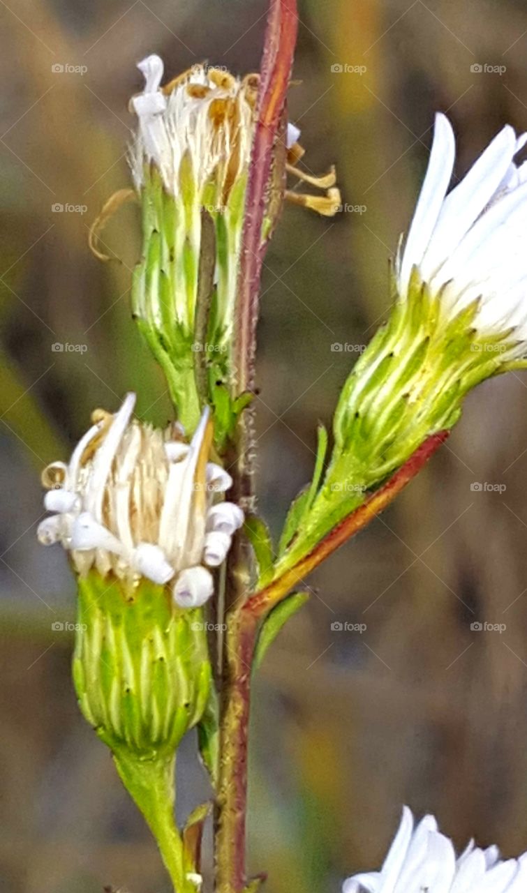 Nature, Flower, Flora, Outdoors, Closeup