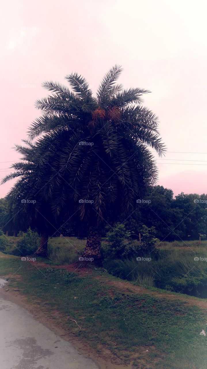 UP Indian Dates Dates