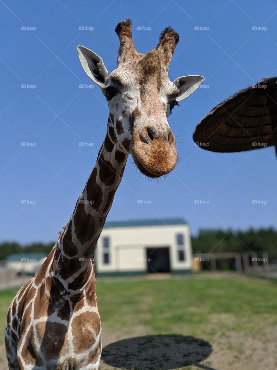 close up with a tall giraffe in the summertime