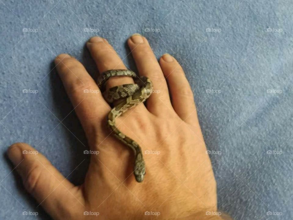 rat snake on finger like ring