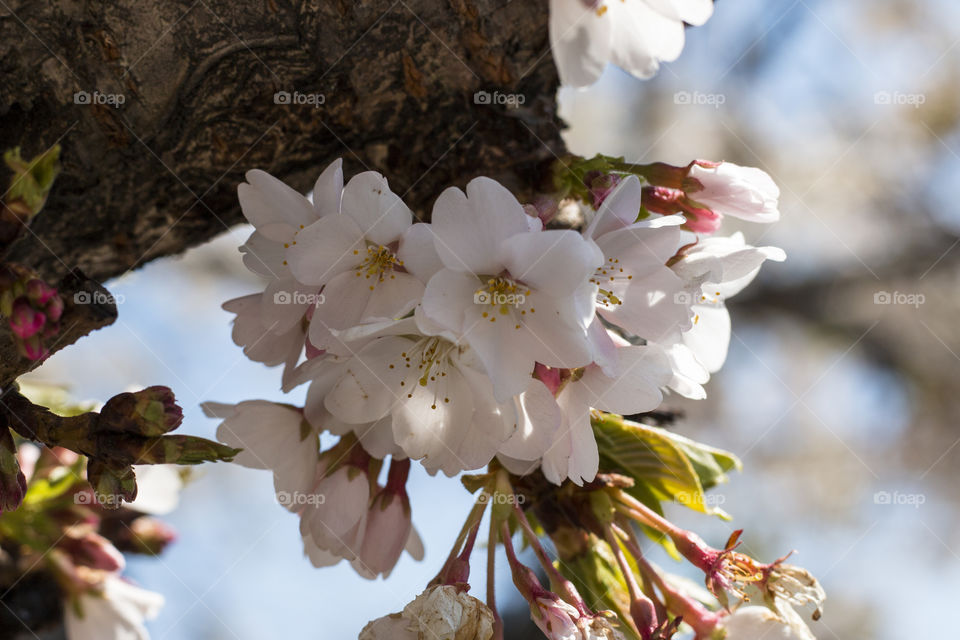 Cherry Blossoms