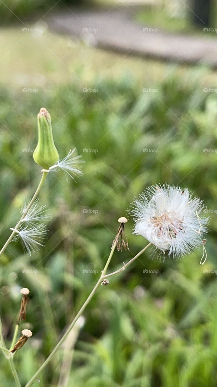 Dandellion in a close up captures, with greenery background