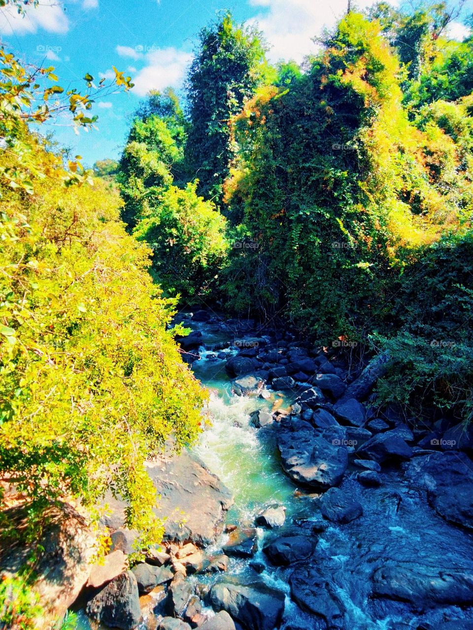 Stream in the national park, Thailand.