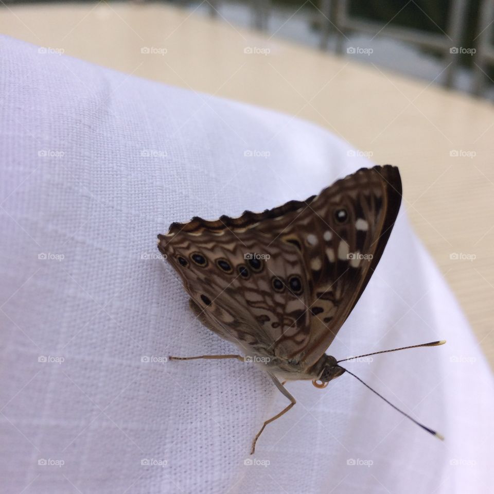 A friendly butterfly rests on my lap