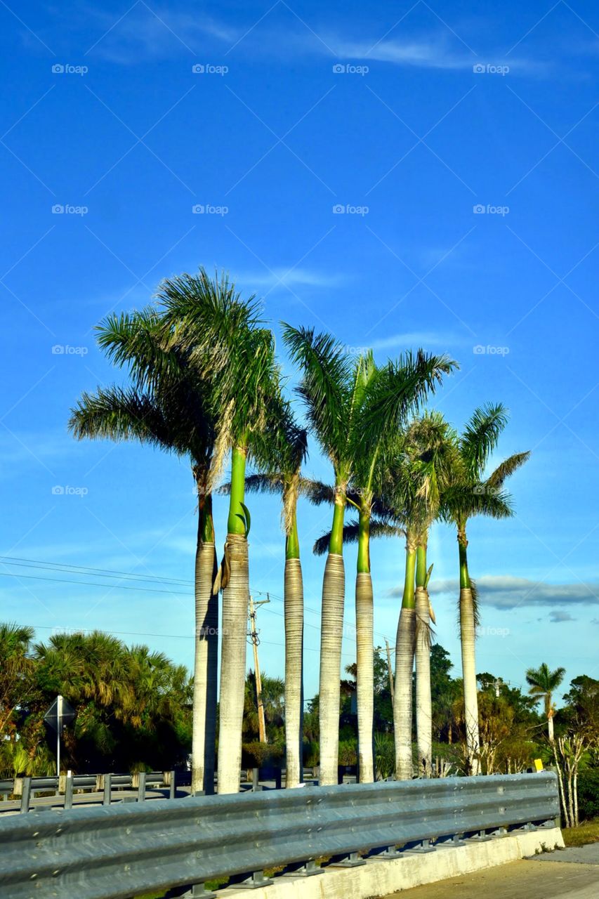 Palm Trees and a Blue Sky