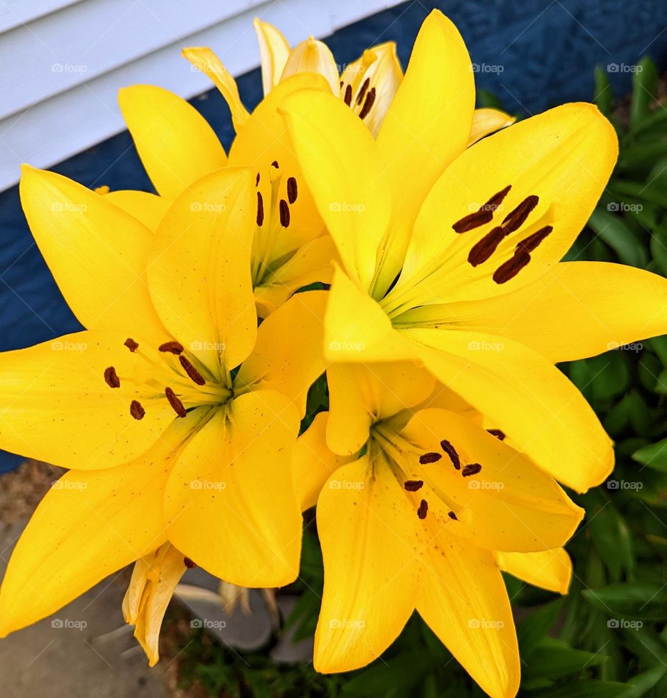 lilys in bloom