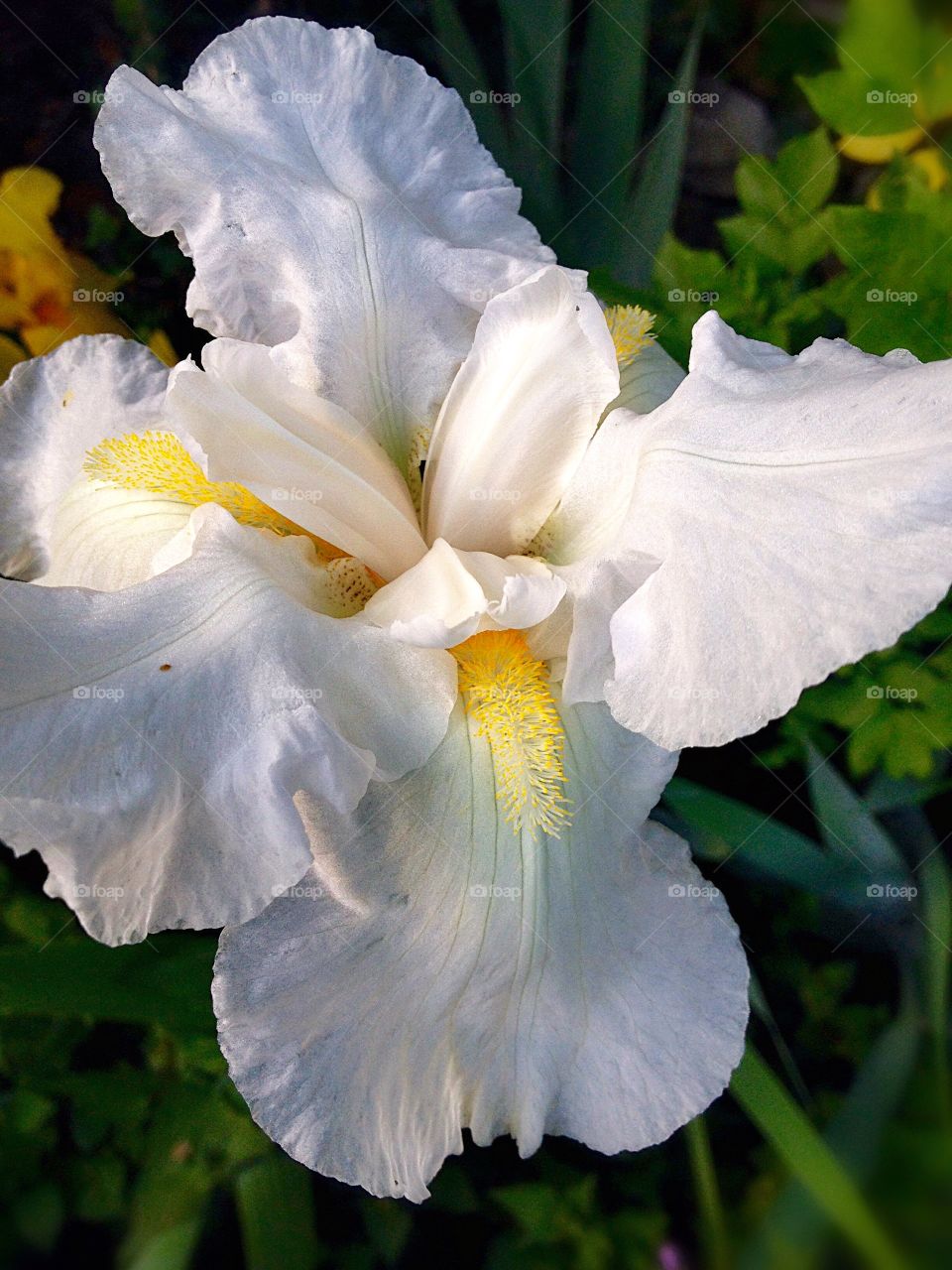 High angle view of white flower