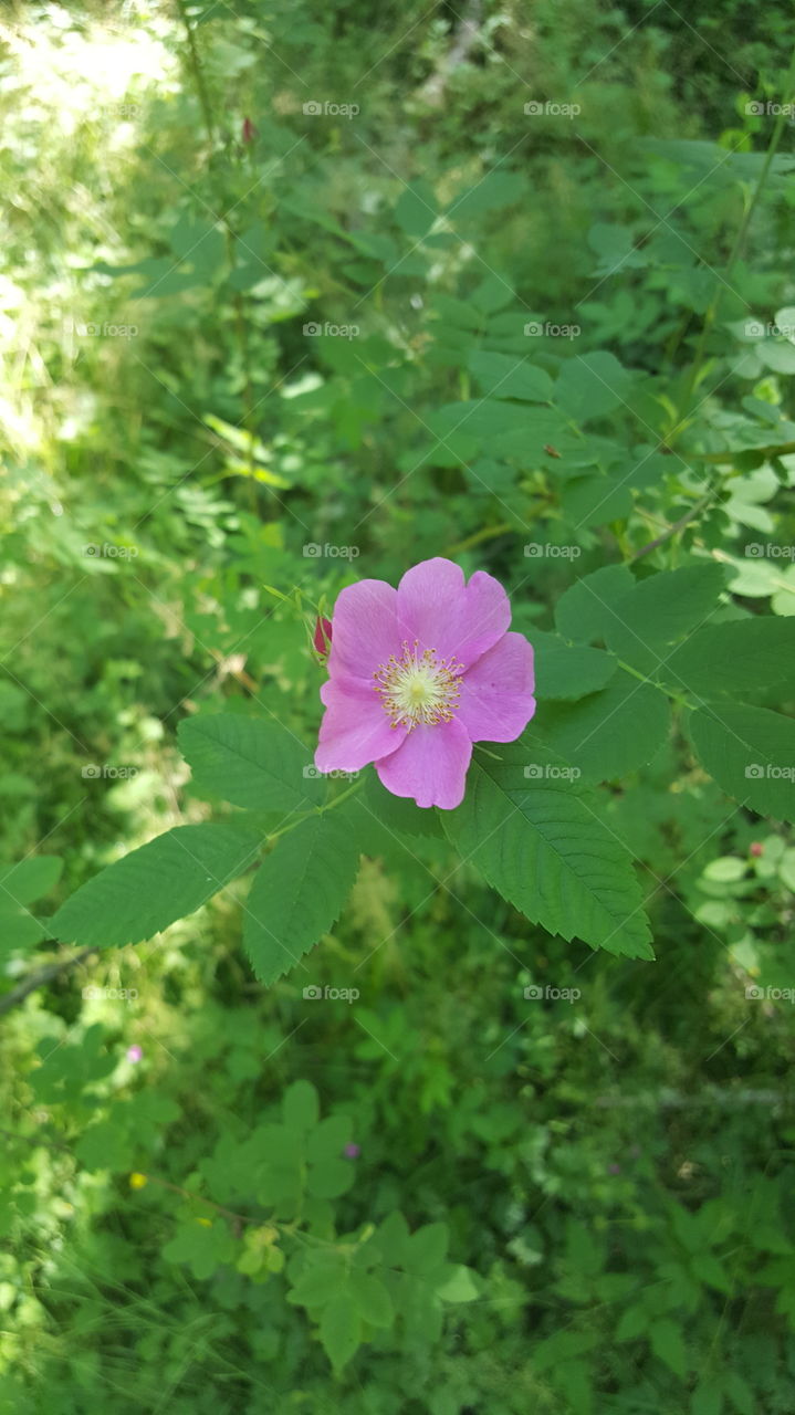 pink flower