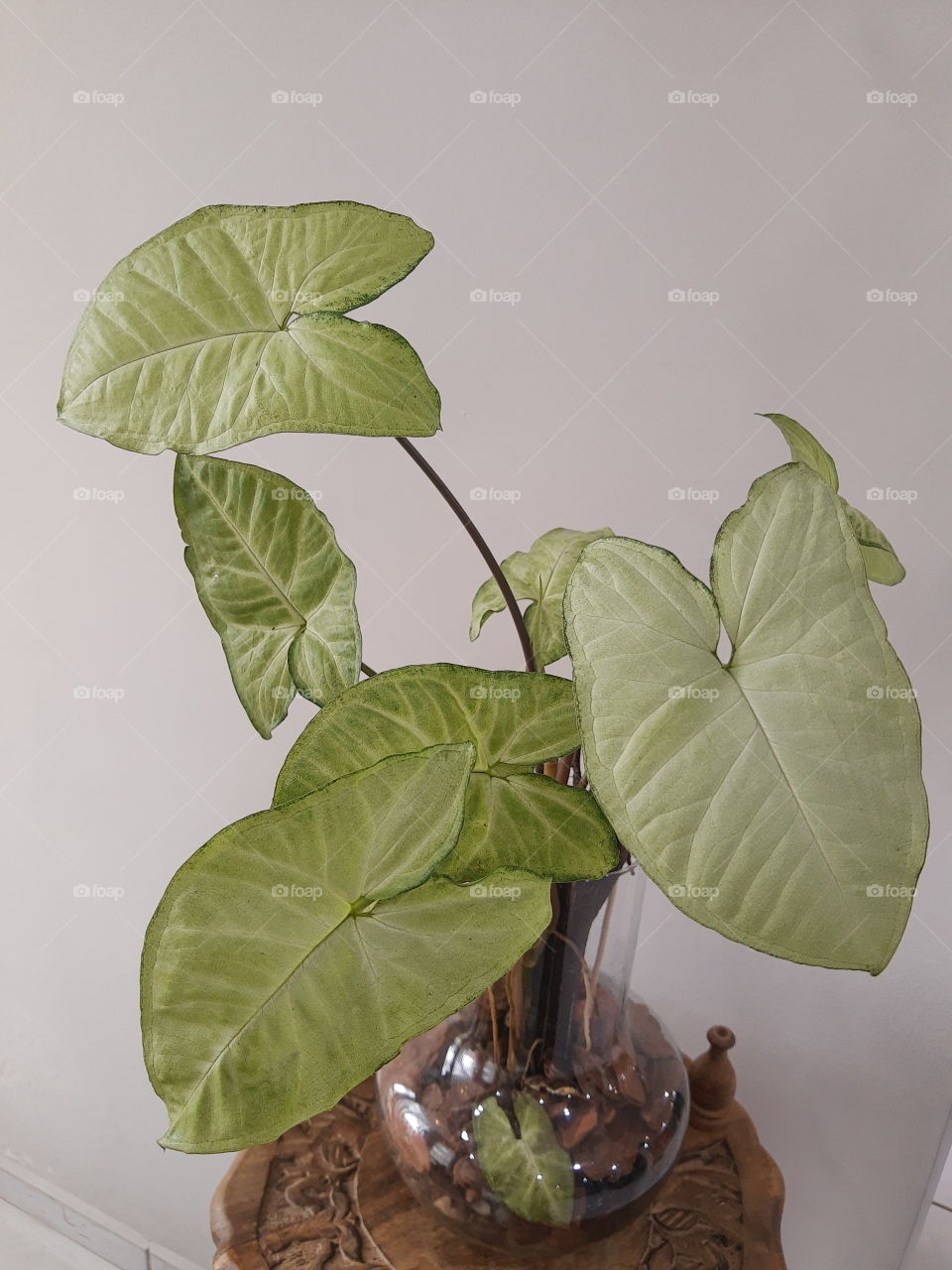 syngonium leaves