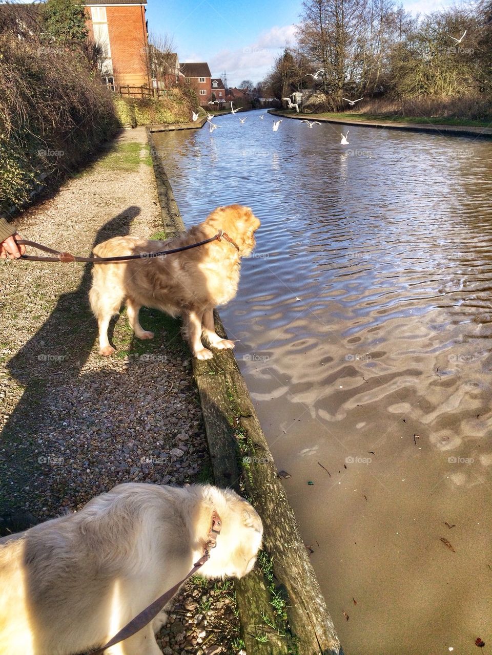 Nocas and Zoe - Golden Retriever - Longford canal