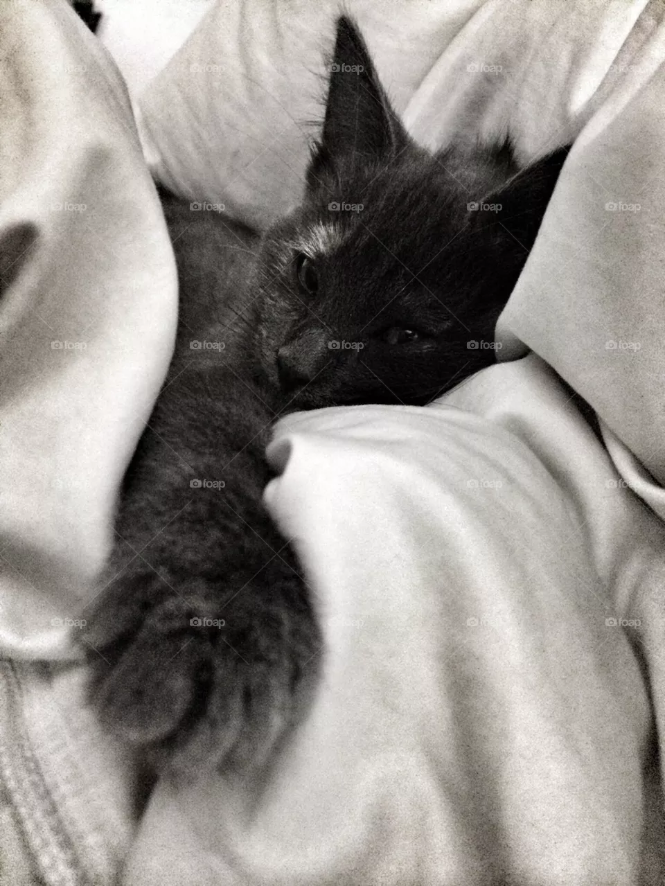 Lilla