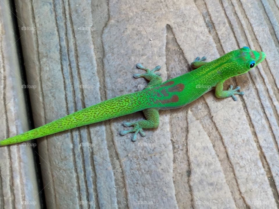 Green Gecko