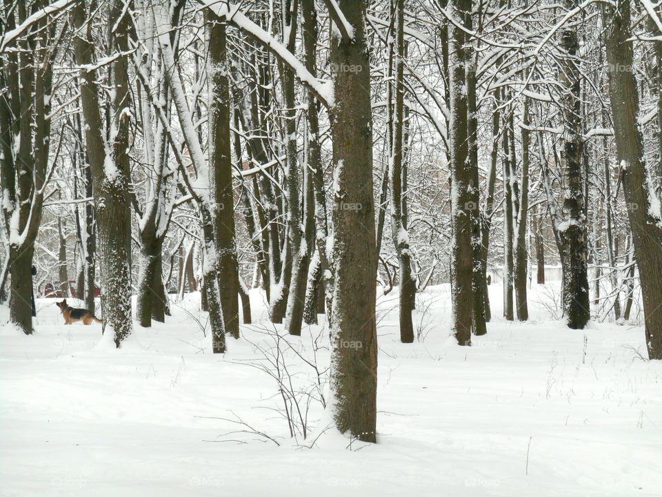 Winter, Snow, Wood, Frost, Tree