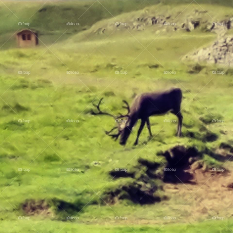 Feeding reindeer... Eastern coast of Iceland.