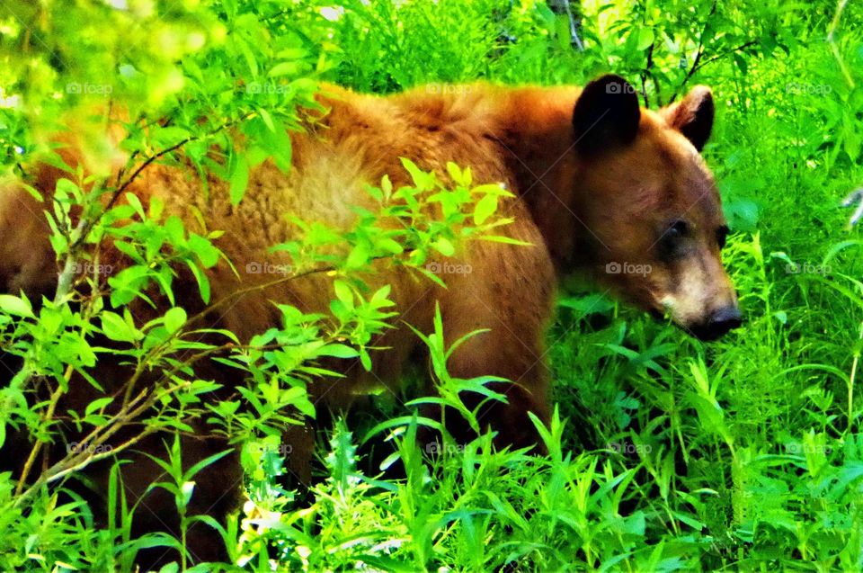 bear waking up in spring