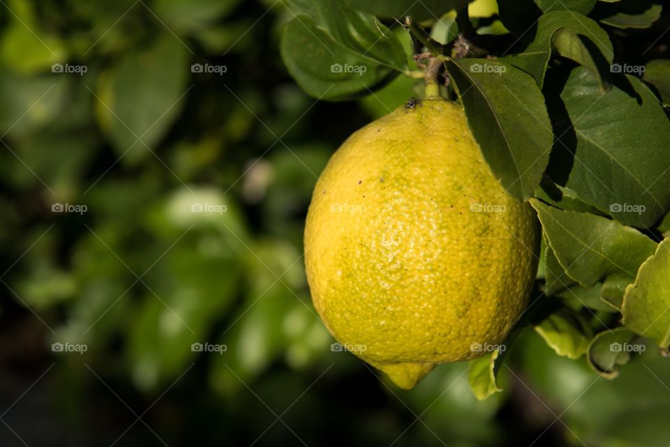 Lemon on a tree