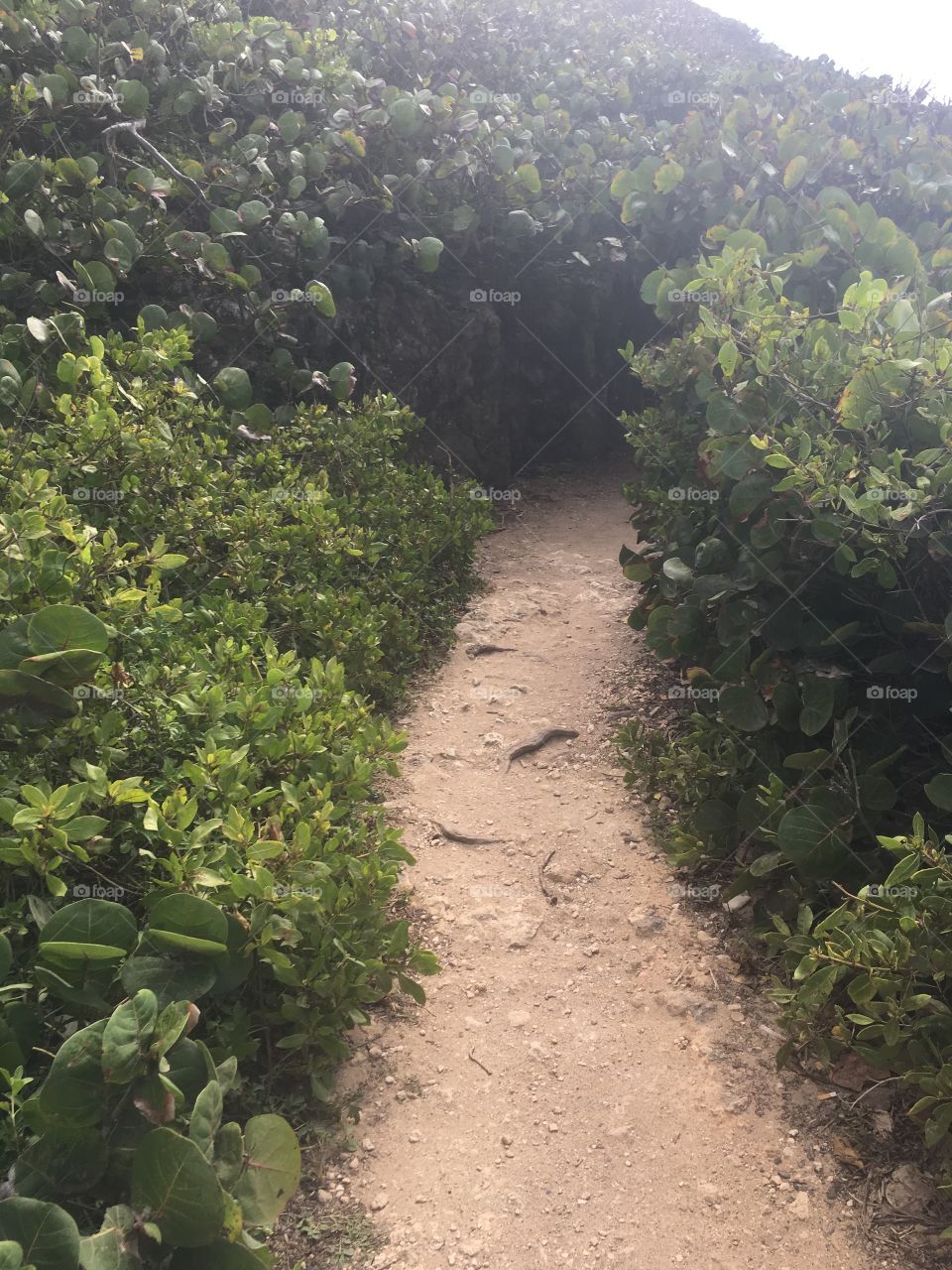 A mysterious path between the trees!