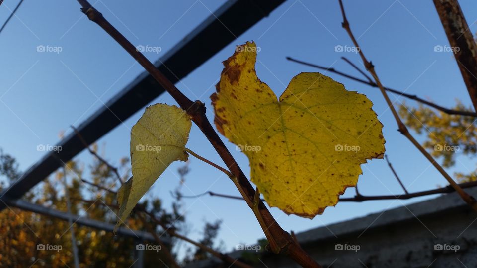 Fall, Leaf, Tree, Nature, Flora