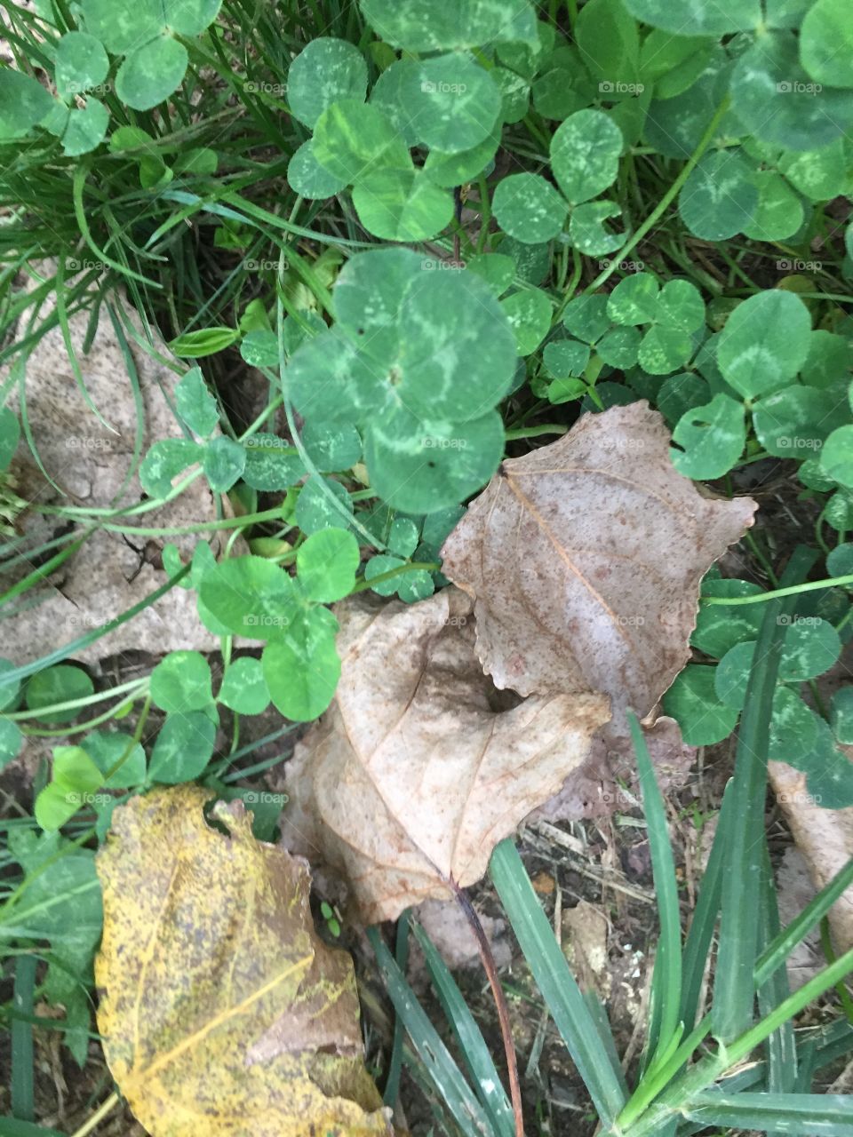 Hidden  Four leaf clover