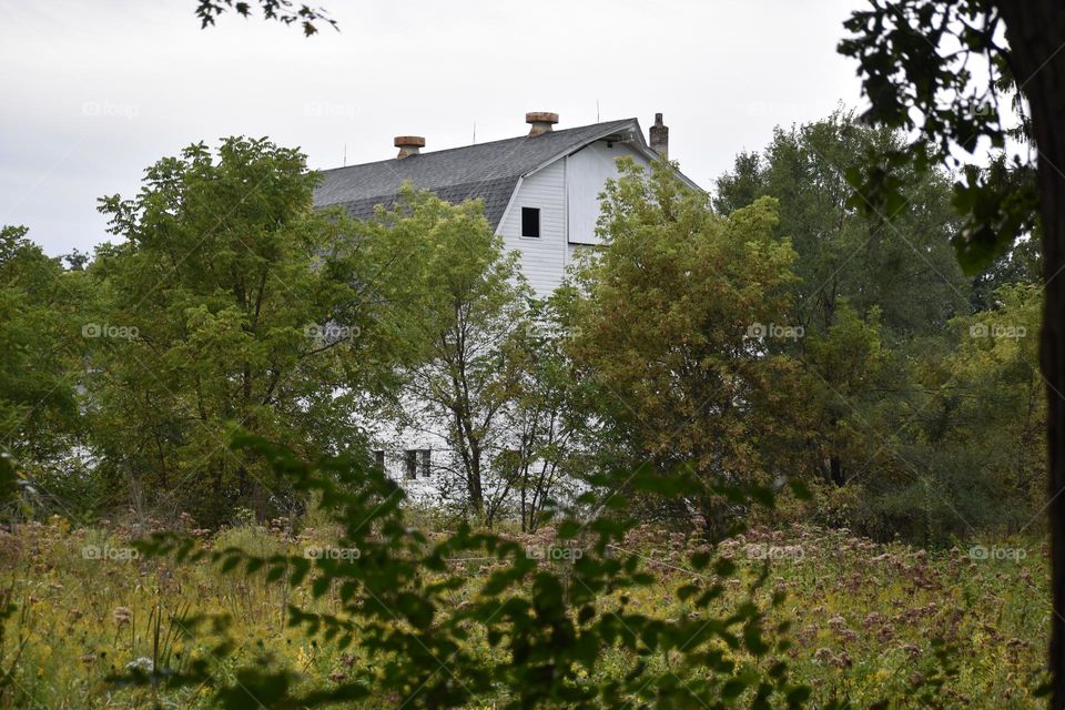 A barn hidden by foliage