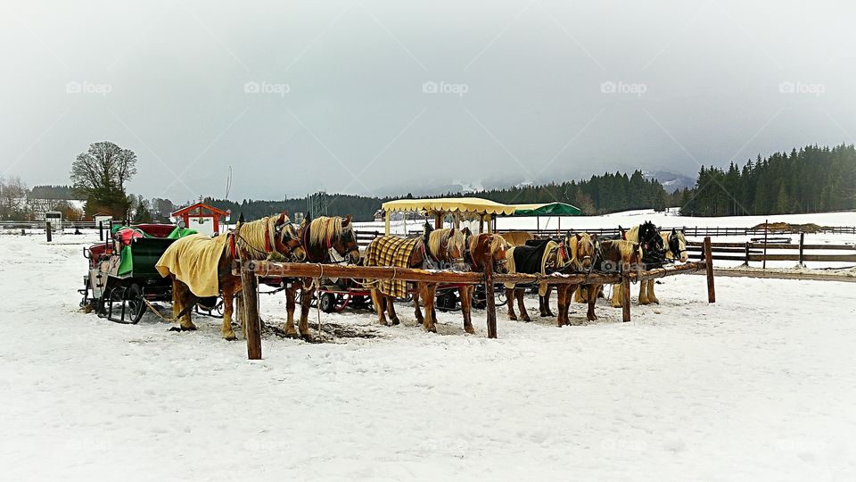 The Horses of Ramsau 2