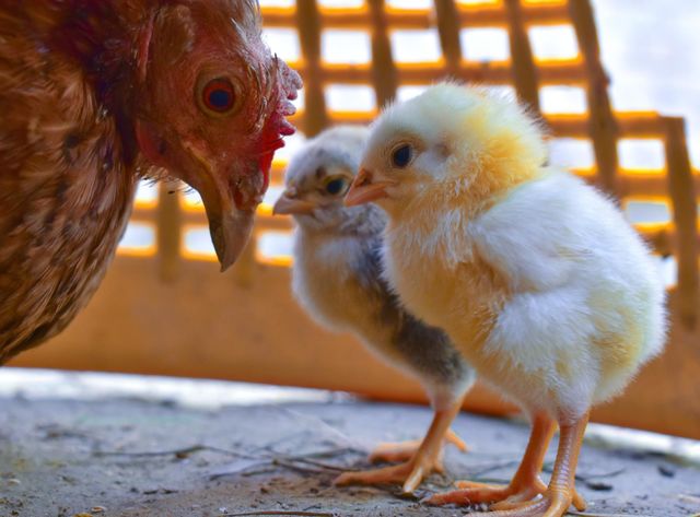 Baby chicks Listening Life strategy from their Mother.
❤️